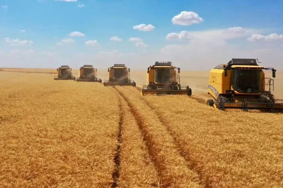 Ekiz Tohumculuk’un Ar-Ge Çalışmaları ile Geliştirilen Yüksek Kaliteli Tohumlar