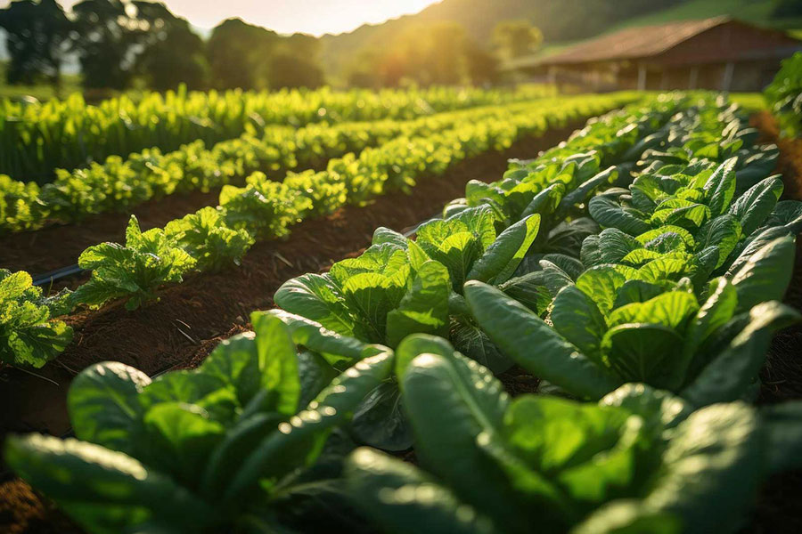 Ekiz Tohumculuk’un Sürdürülebilir Tarım Yaklaşımı: Geleceğe Yatırım