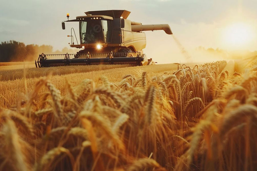 Kaliteli ve Islah Edilmiş Tohum Çeşitleri