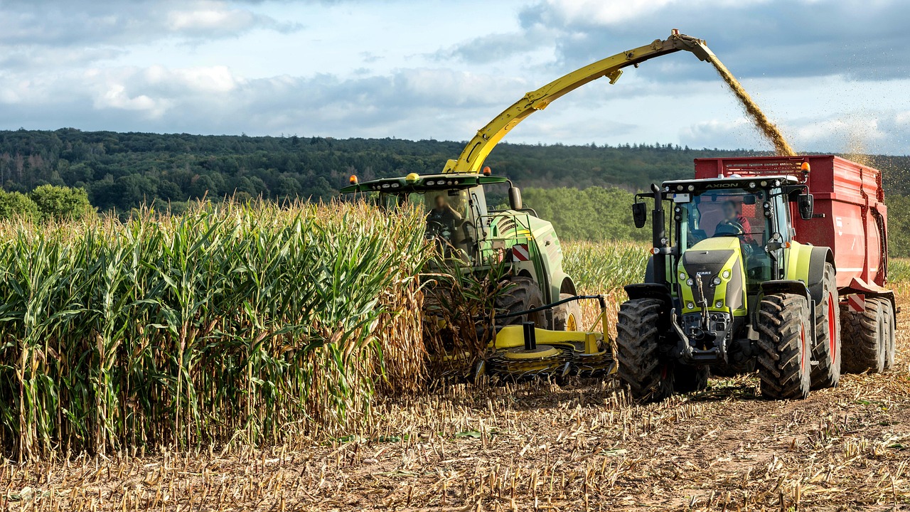Mısır Yetiştiriciliğinde Yüksek Verim ve Kalite İçin İpuçları