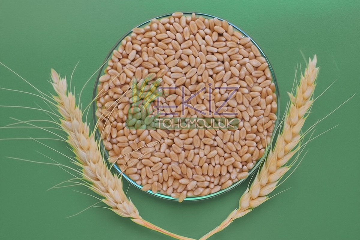 Pelit Ekmeklik Buğday