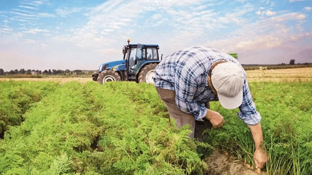 Sebze Yetiştiriciliğinde Verim ve Kalitenin Anahtarı