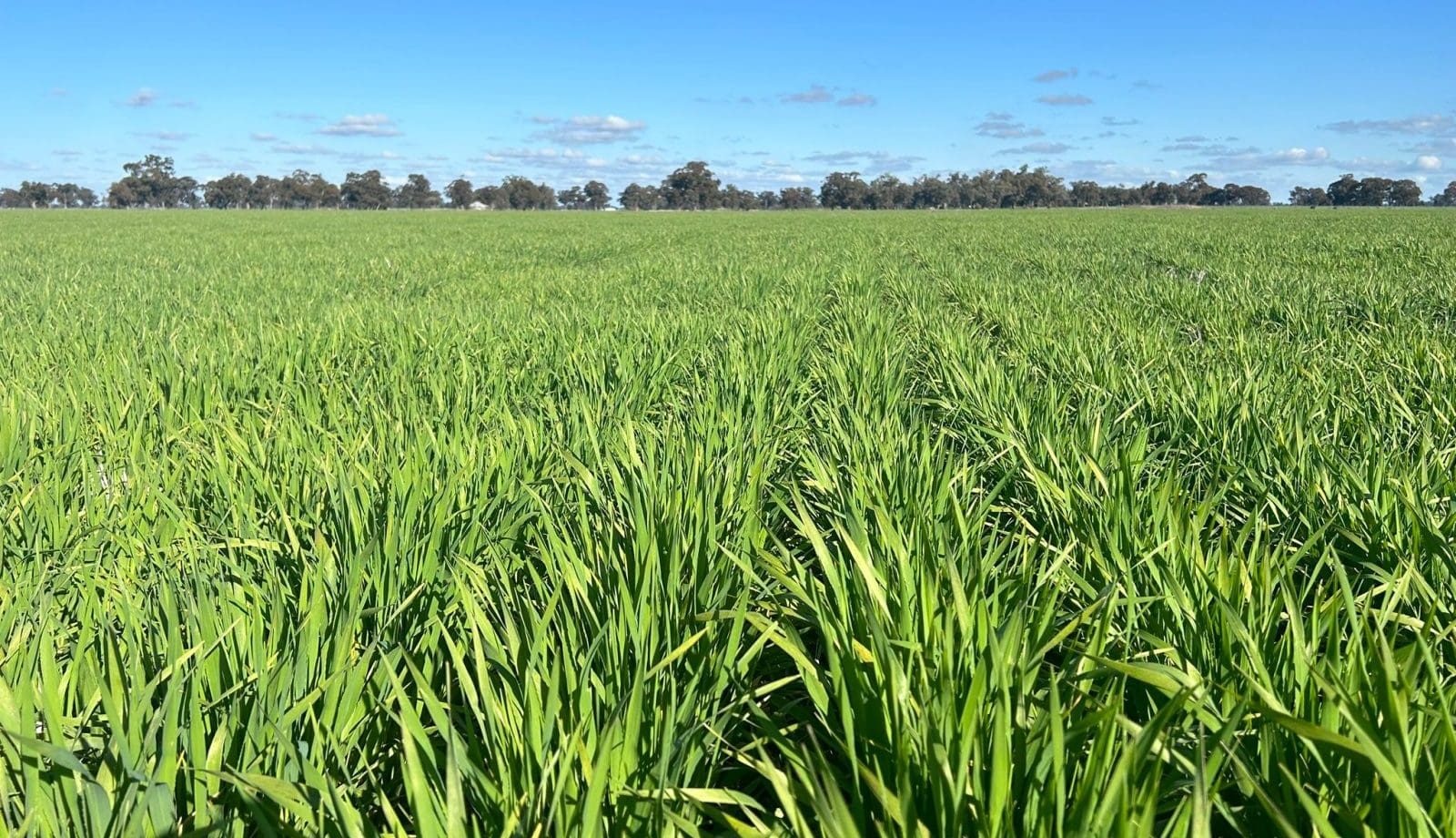Yem Bitkileri Üretiminde Verim ve Kaliteyi Artıran Çözümler
