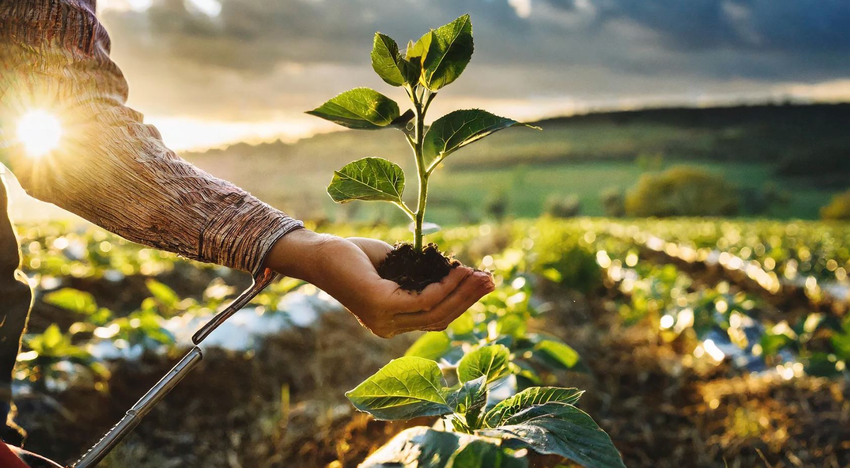 Çiftçimizin Güvencesi, Ekiz Tohumculuk